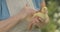 Close-up of yellow duckling quacking as unrecognizable senior woman caressing baby bird. Cute domestic animal in female