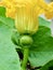 Close-up of the yellow female pumpkin flower in the field.