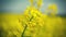 Close up of yellow field flowering oilseed on springtime Brassica napus, Blooming canola, bright rapeseed plant landscape