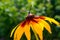 Close Up of yellow flower Echinacea paradoxa with butterfly