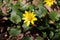 Close up of the yellow flower of Ficaria verna commonly known as lesser celandine or pilewort, is a growing, hairless