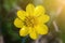 Close-up yellow flower of Ficaria verna, spring flowering plant Ranunculus