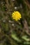 A close up of a yellow flower in a field