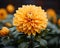 a close up of a yellow flower in a garden