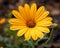 a close up of a yellow flower in a garden