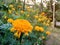 Close-up of yellow flower and golden flower