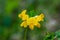 Close up of a yellow flower on green background.