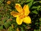 Close up of yellow flower of Hypericum