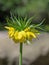 Close-up of yellow flower of imperial crown, Fritillaria imperialis