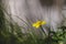 Close up of yellow flower, lesser celandine or ranunculus ficaria.