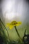 Close up of yellow flower, lesser celandine or ranunculus ficaria.