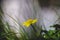 Close up of yellow flower, lesser celandine or ranunculus ficaria.