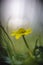 Close up of yellow flower, lesser celandine or ranunculus ficaria.