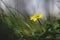 Close up of yellow flower, lesser celandine or ranunculus ficaria.