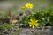 Close up of yellow flower, lesser celandine or ranunculus ficaria.