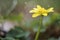 Close up of yellow flower, lesser celandine or ranunculus ficaria.