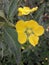 Close up Yellow flower of ludwigia peruviana in the garden