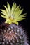 Close up yellow flower of mammillaria cactus