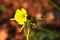 Close-up of a yellow flower of Oxalis pes-caprae