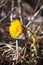 Close-up of yellow flower of Tussilago farfara, commonly known as coltsfoot. Selective focus, vertical view