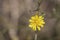 Close-up of the yellow flower, whose Latin name is crepis tectorum