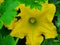 Close up yellow flower of the zucchini (Cucurbita pepo
