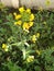 Close up of a yellow flowered green leaved mustard plants