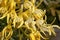 Close-up of yellow flowering Dendrobium speciosum  or Sydney rock orchid