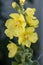Close-up of yellow flowering denseflower mullein Verbascum densiflorum