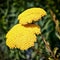 Close up of a yellow flowering Fernleaf Yarrow. Achillea filipendulina