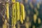 Close-up of yellow flowering hazelnut catkins earrings on blurred background of lot beautiful and allergenic hazel catkins