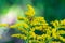 Close up of Yellow flowering plant, Solidago, commonly called goldenrods, with two soldier beetles