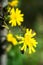 Close-up of yellow flowers of Autumn hawkbit or Leontodon autumnalis.