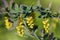 Close-up of yellow flowers of Berberis vulgaris blossoming