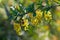 Close-up of yellow flowers of Berberis vulgaris blossoming