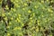 Close-up of yellow flowers of Ceratocephala testiculata