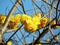 Close up yellow flowers of Cochlospermum regium, Cotton Tree, Yellow Silk Cotton, Butter Cup, Torchwood blossoming on the branches