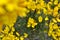 Close up of yellow flowers on common gorse bushes Ulex europaeus