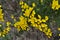 Close up of yellow flowers on common gorse bushes Ulex europaeus