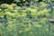 Close up of yellow flowers of dill in vegetable garden