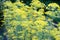 Close up of yellow flowers of dill in vegetable garden. Natural