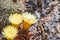 Close up of the yellow flowers of a hedgehog Echinopsis cactus blooming in a garden in California