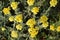 A close up of yellow flowers of Helichrysum arenarium (dwarf everlast, immortelle), growing in the field