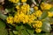 Close up of yellow flowers of a mahonia, Berberis aquifolium or Gewoehnliche Mahonie