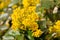 Close up of yellow flowers of a mahonia, Berberis aquifolium or GewÃ¶hnliche Mahonie