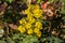 Close up of yellow flowers of a mahonia, Berberis aquifolium or GewÃ¶hnliche Mahonie