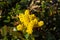 Close up of yellow flowers of a mahonia with dark bokeh, Berberis aquifolium or GewÃ¶hnliche Mahonie