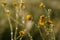 A close up of yellow flowers of Ranunculus acris (meadow, tall, common or giant buttercup) in a shiny dew drops at dawn