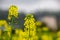 Close up of yellow flowers of rapeseed, also called Brassica napus or Raps