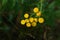 A close up of yellow flowers of Tanacetum vulgare (common tansy, bitter buttons, cow bitter, golden buttons) in a